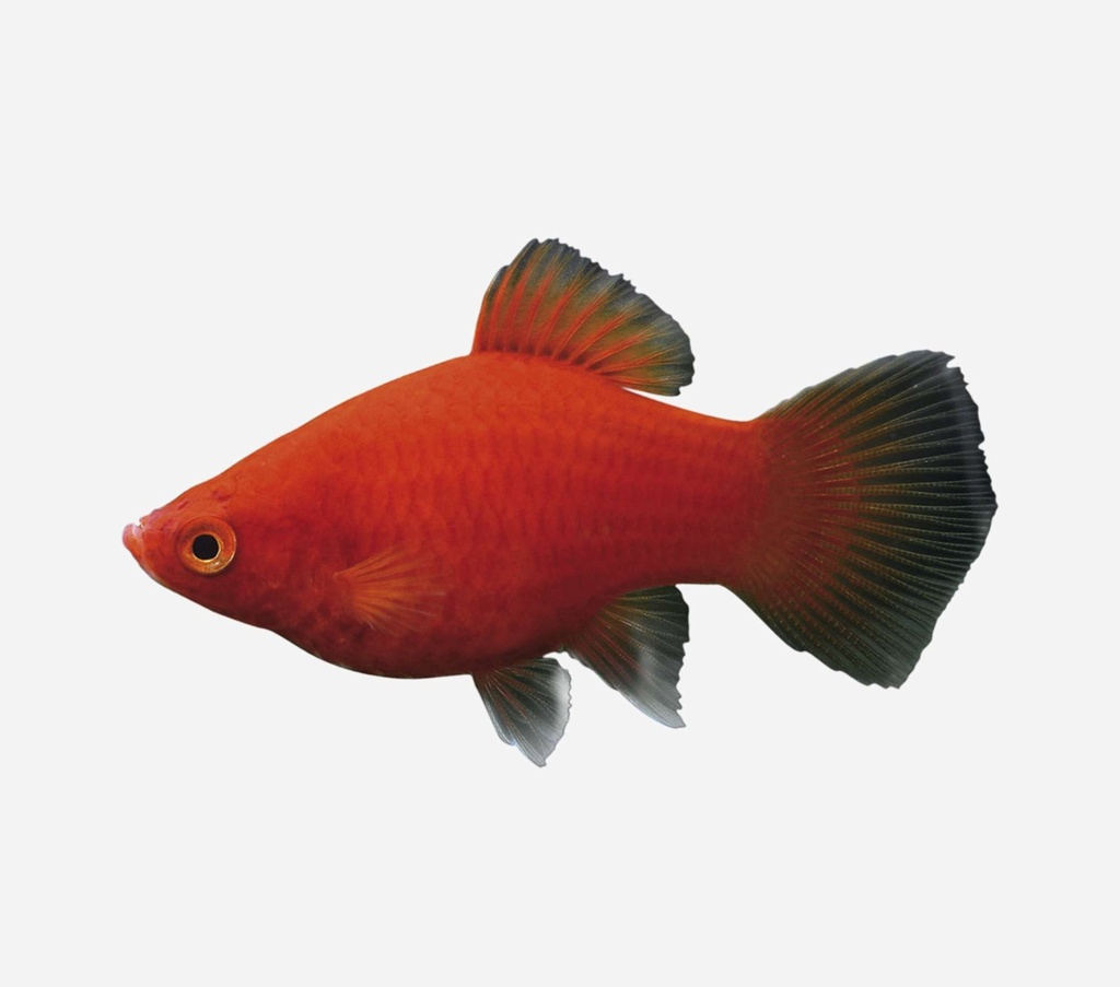 PLATY CORAL ROJO OSCURO