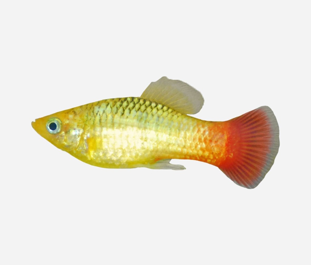 PLATY VARIATUS VERDE