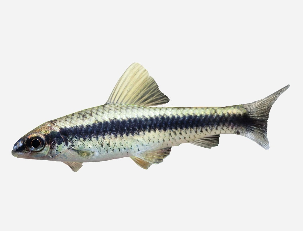 ZORRO VOLADOR SIAMES