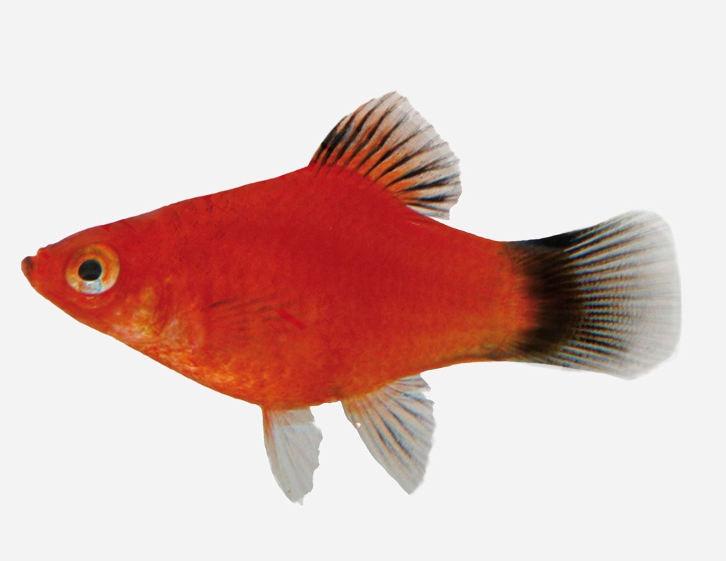 PLATY ROJO WAGTAIL