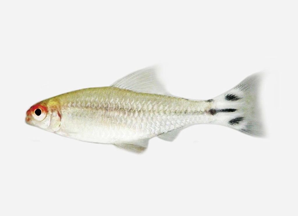 BORRACHITO