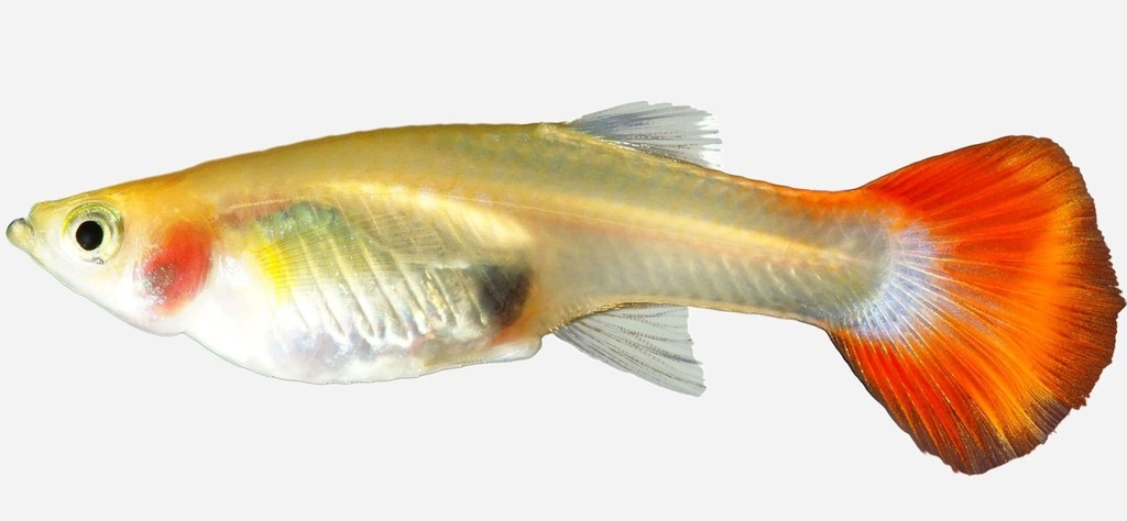 GUPPY HEMBRA COLA FUEGO