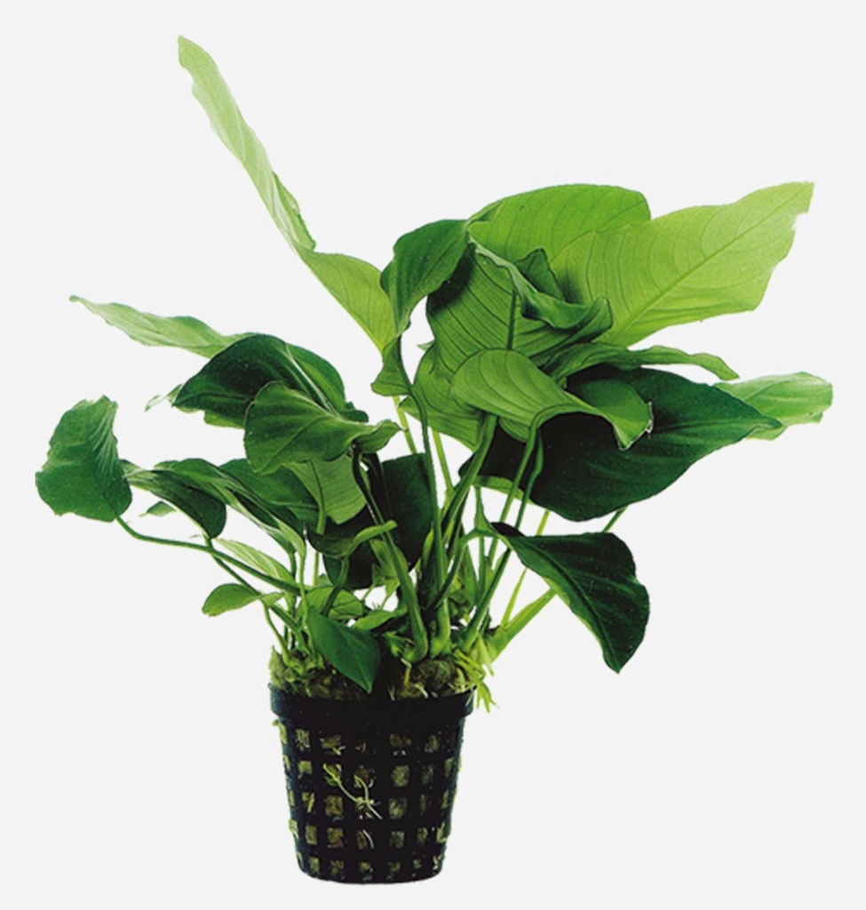 ANUBIA BARTERI NANA