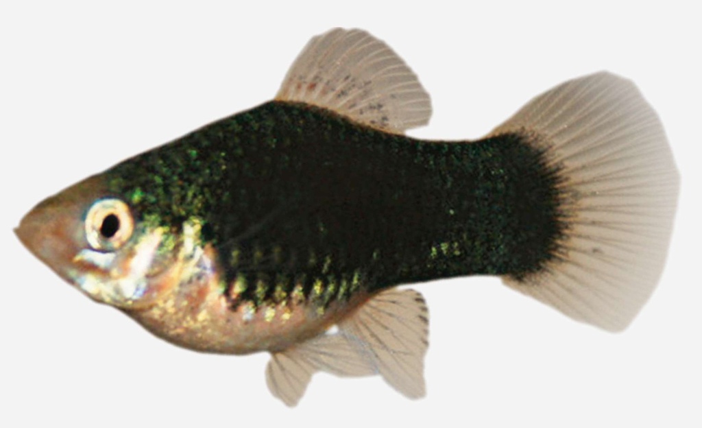 PLATY NEGRO METALICO