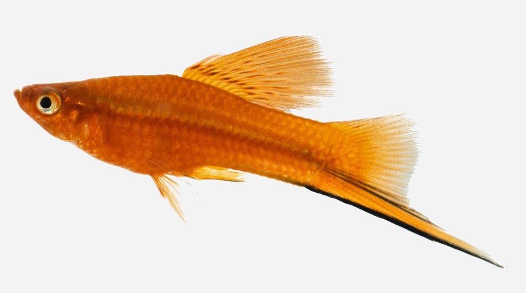 XIPHO ROJO TERCIOPELO