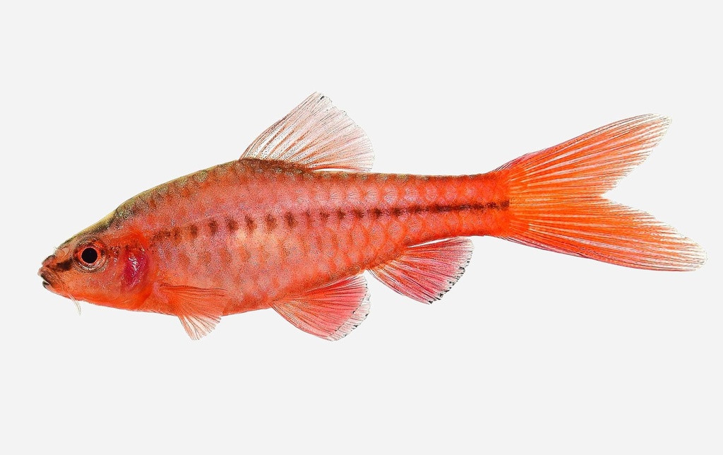 BARBO CEREZA VELO