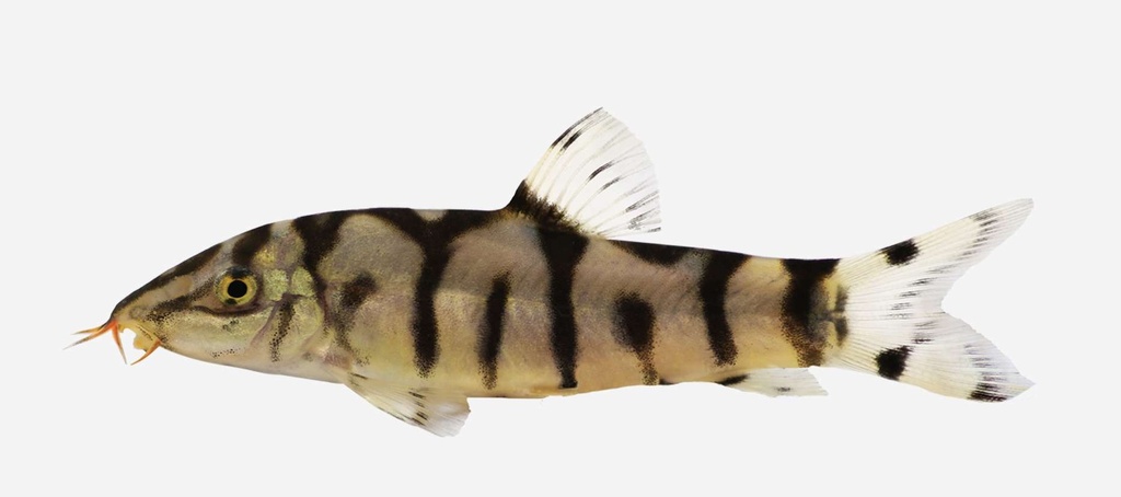 BOTIA LOHACHATA