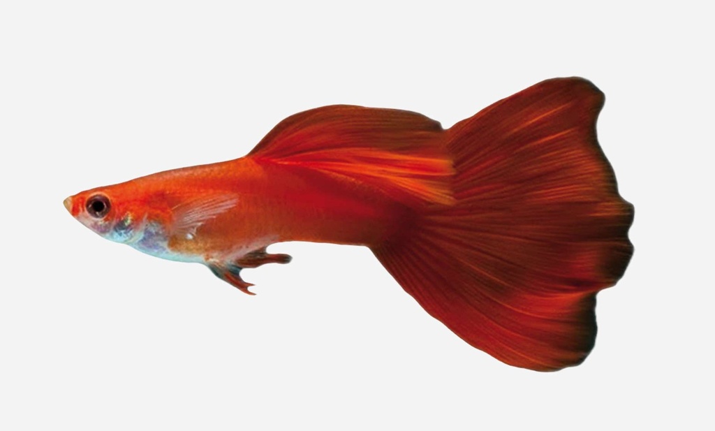 GUPPY MACHO ROJO SANGRE