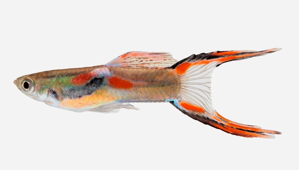 GUPPY ENDLER MACHO