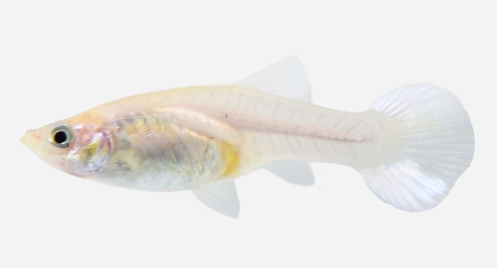 GUPPY HEMBRA VELVET BLANCA
