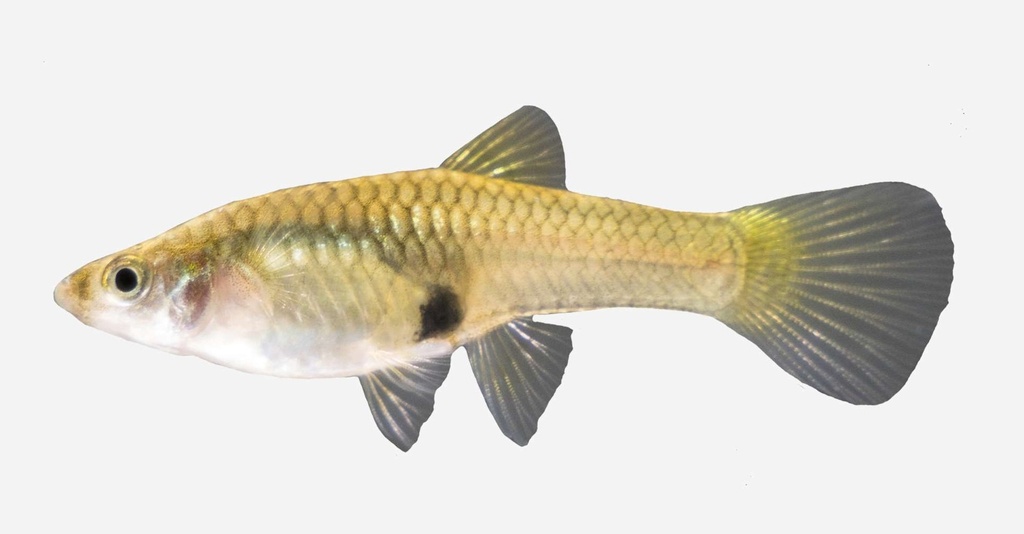 GUPPY ENDLER HEMBRA