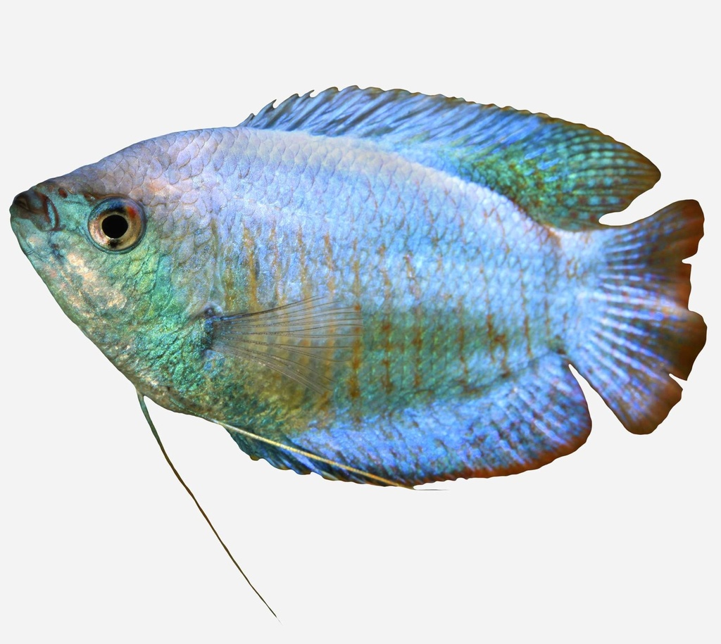 COLISA COBALTO MACHO