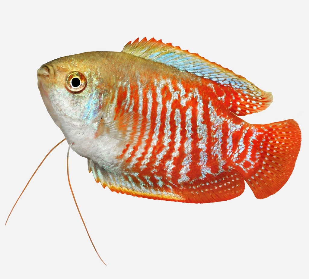 COLISA LALIA MACHO