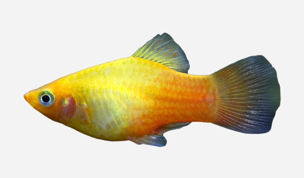 PLATY SUNSET