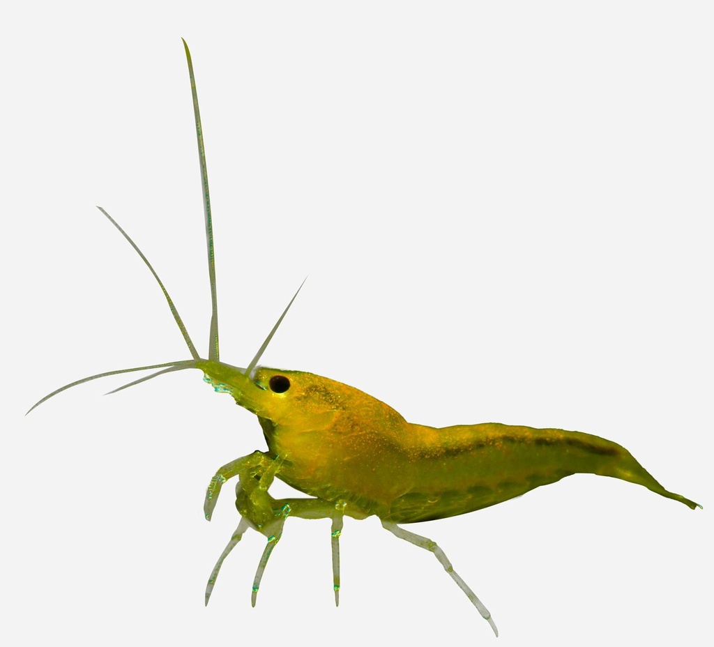 GAMBA AMARILLA FUEGO