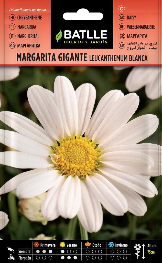 MARGARITA GIGANTE BLANCA LEUCANTHEMUM