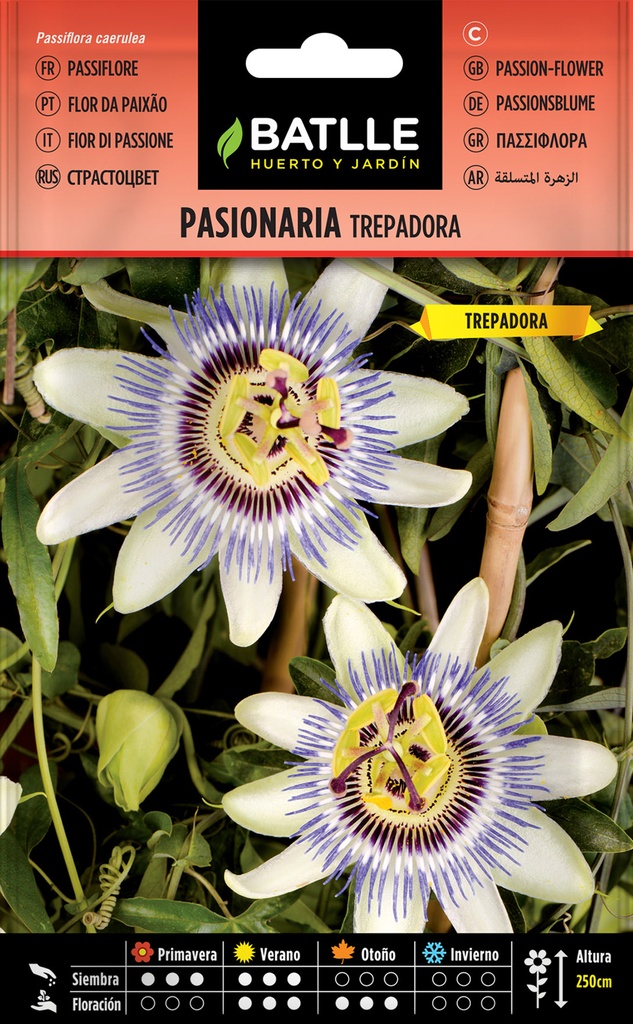 PASIONARIA TREPADORA
