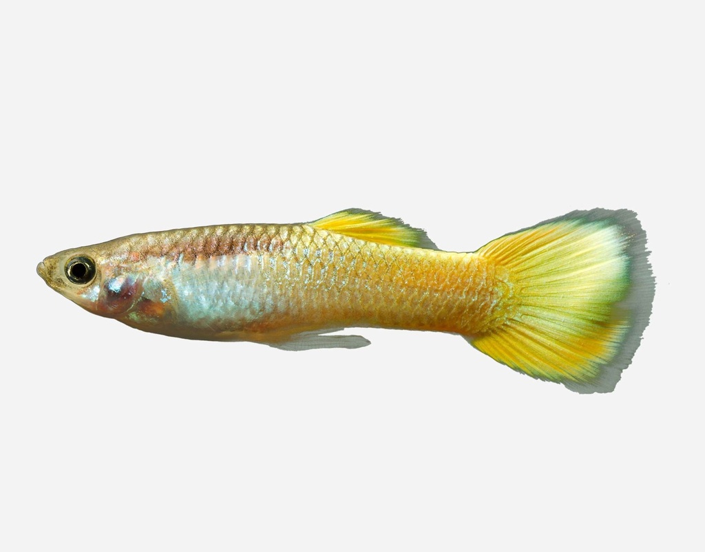 GUPPY MACHO LIMON