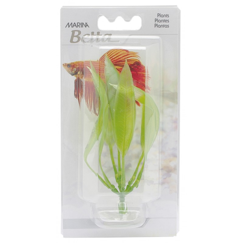 PLANTA AMAZON SWORD