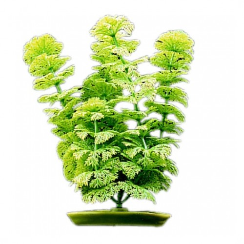 PLANTA DE PLÁSTICO AMBULIA