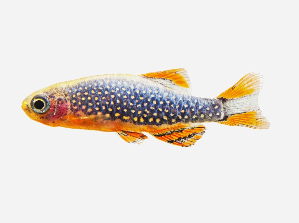 RASBORA GALAXY