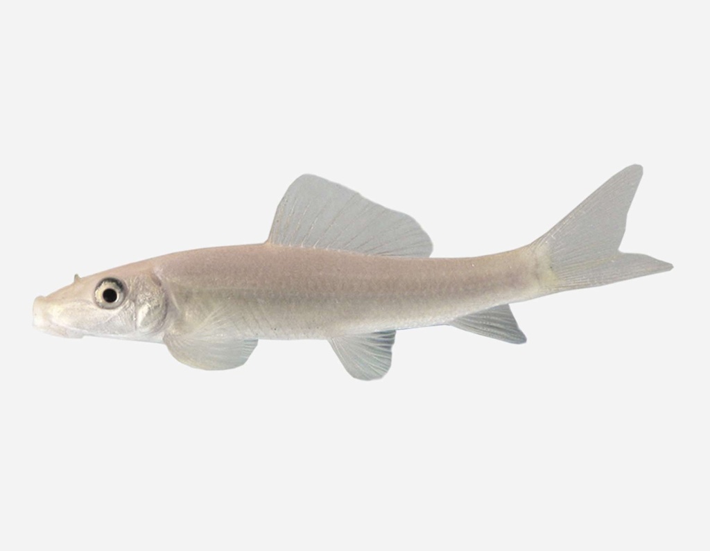 CHUPA ALGAS ALBINO