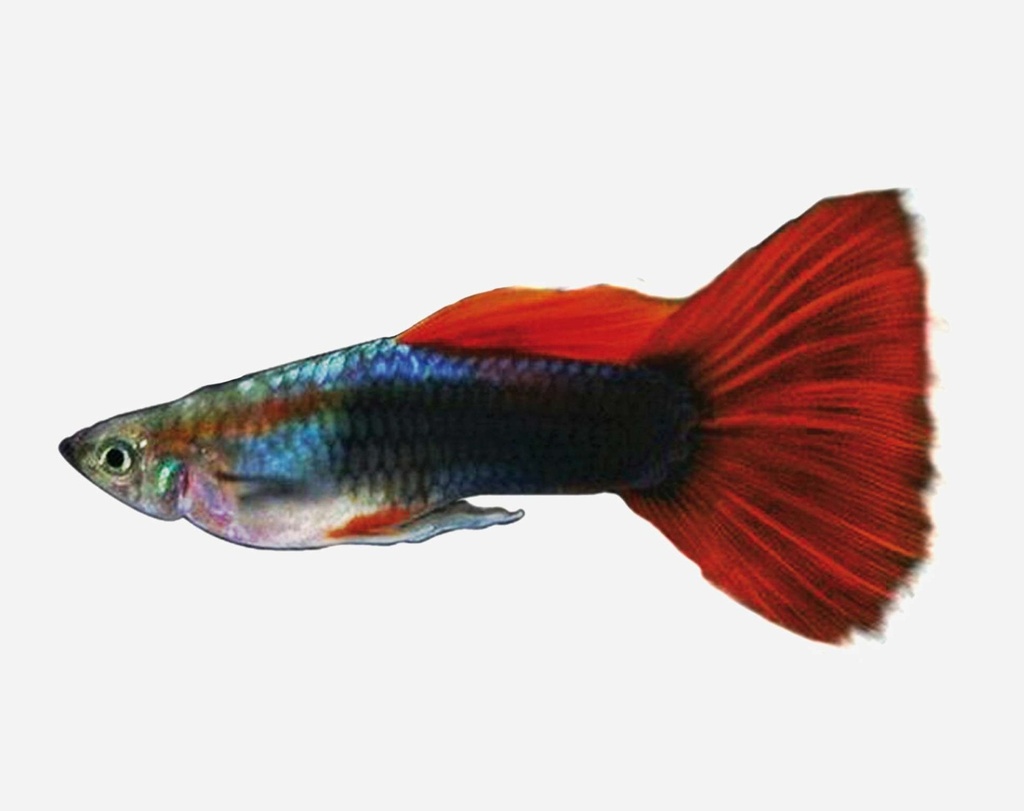 GUPPY MACHO ROJO TUXEDO
