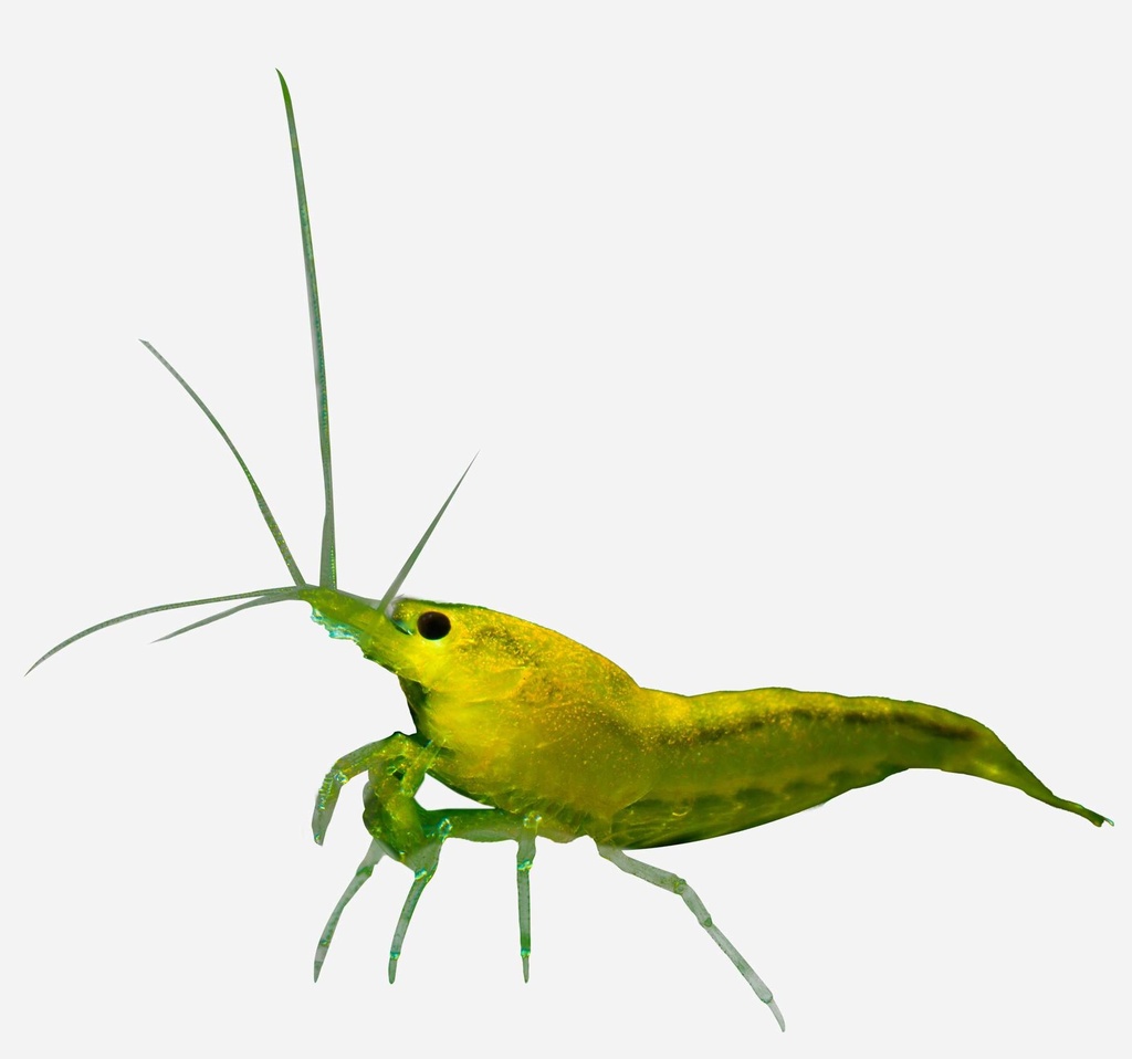 GAMBA LIMON