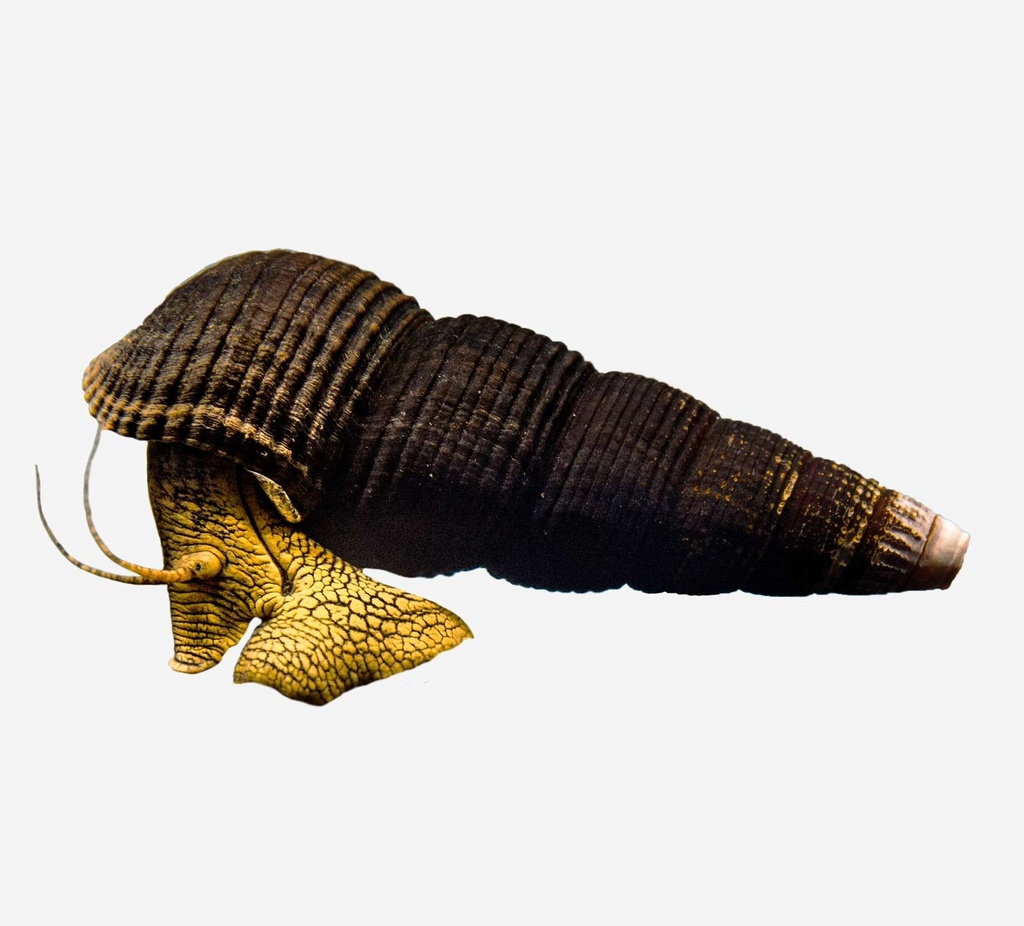 CARACOL CONEJO NARANJA
