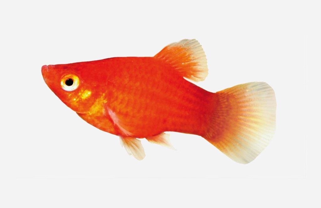 PLATY ROJO 