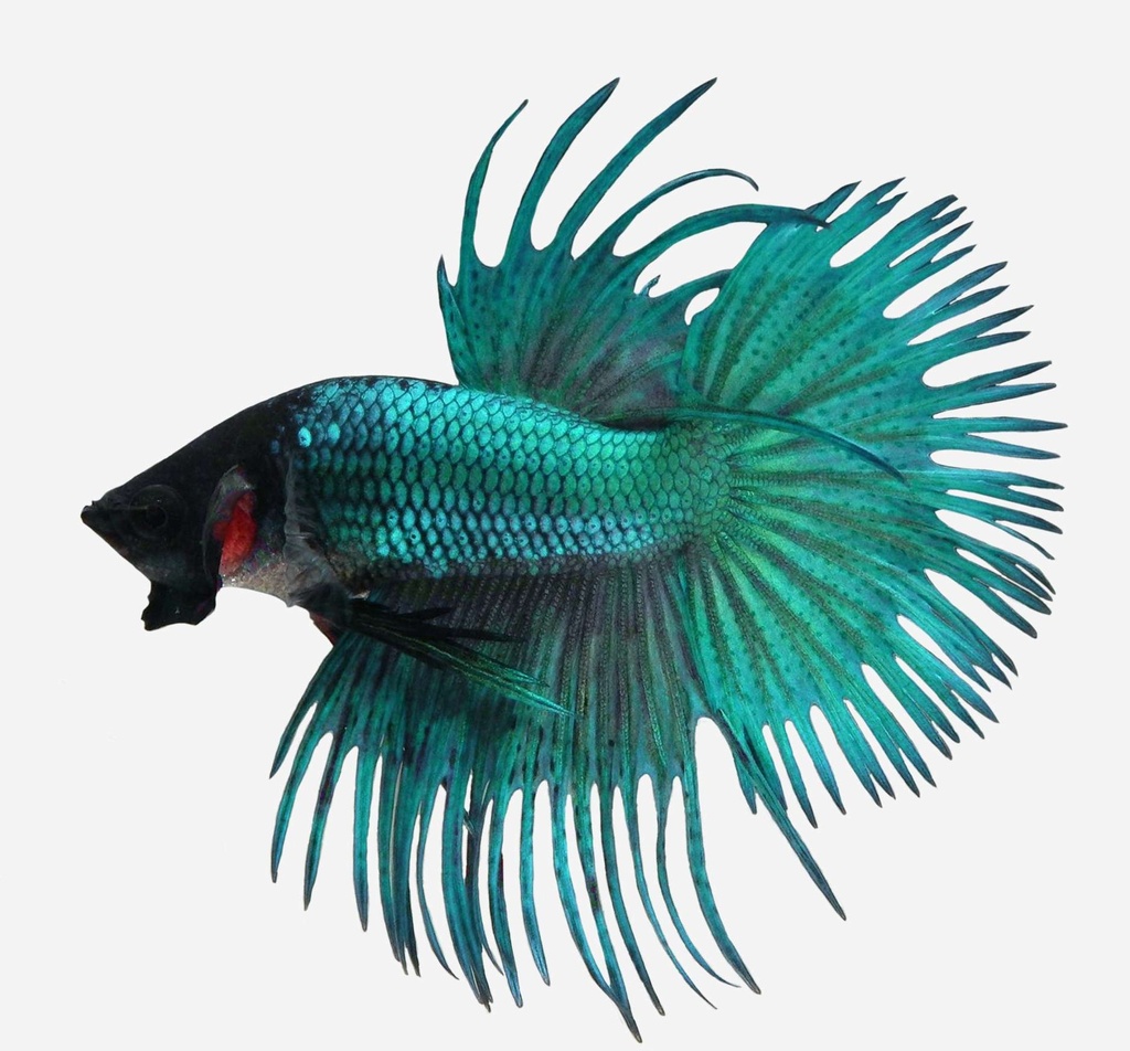 BETTA CORONA VERDE MACHO
