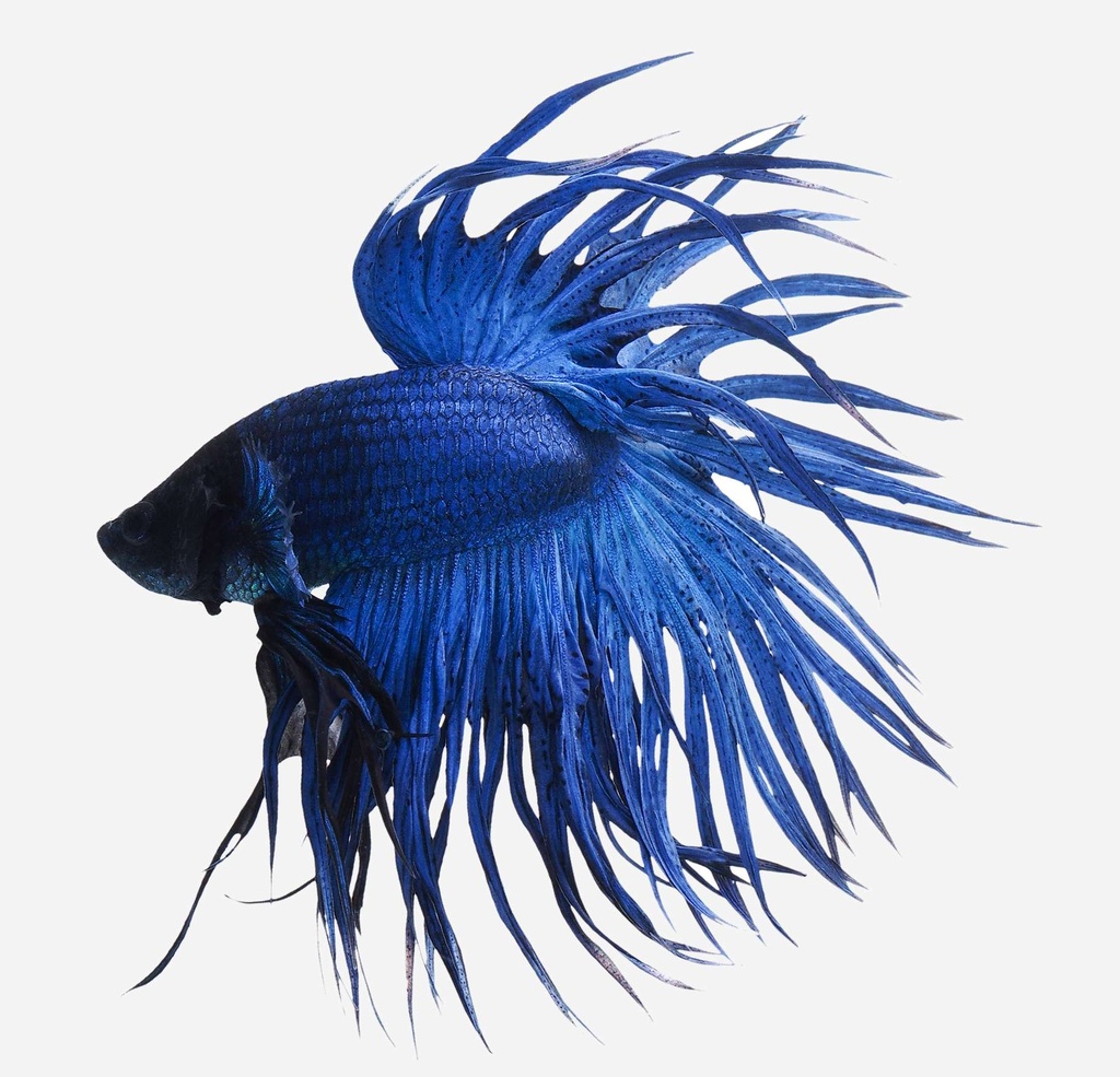 BETTA CORONA AZUL MACHO 