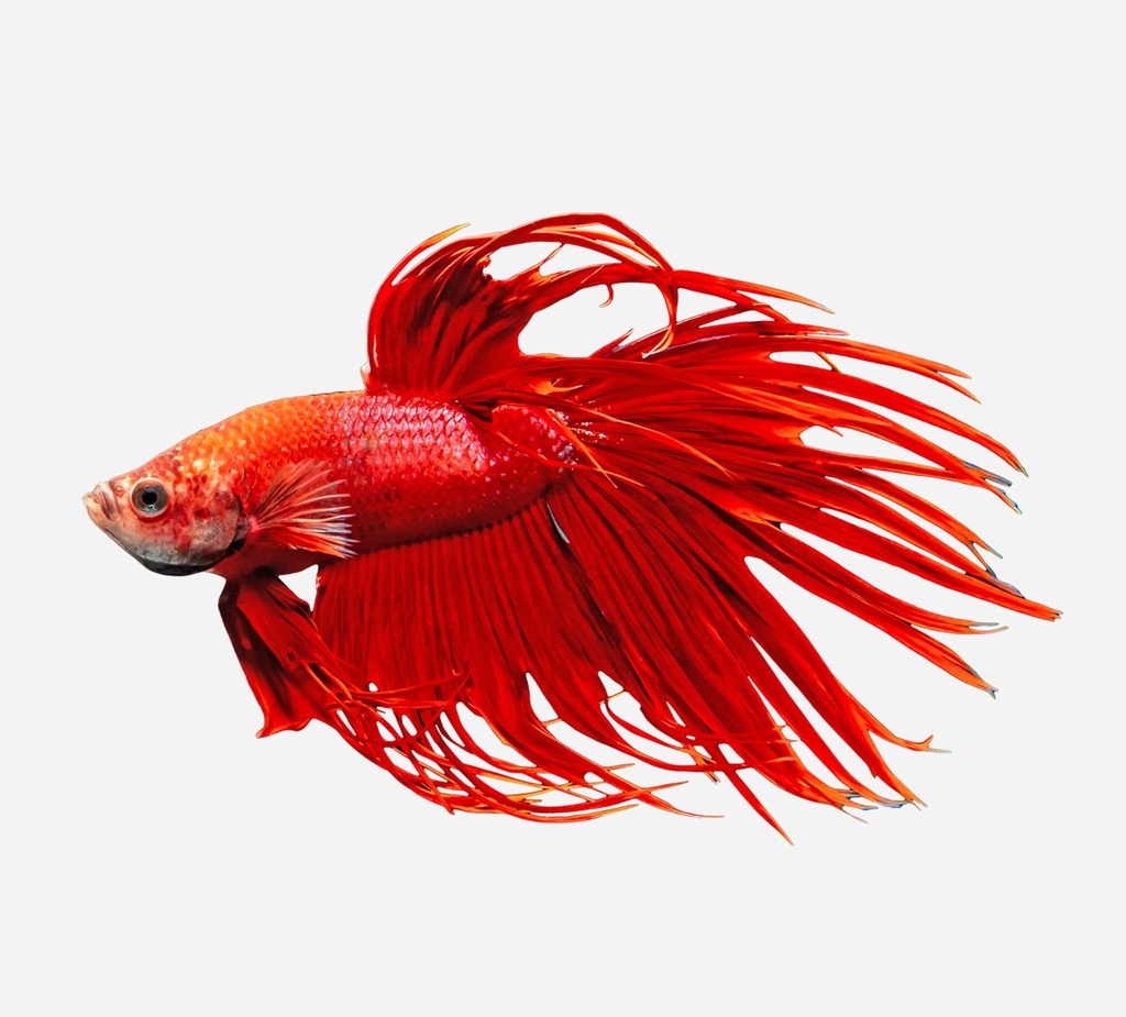 BETTA CORONA MACHO ROJO