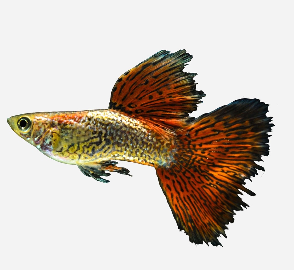 GUPPY MACHO PIEL SERPIENTE SURTIDO