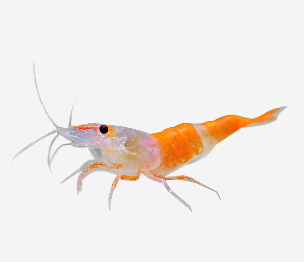 GAMBA RILI NARANJA