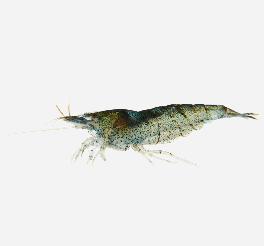 GAMBA CEREZA AZUL
