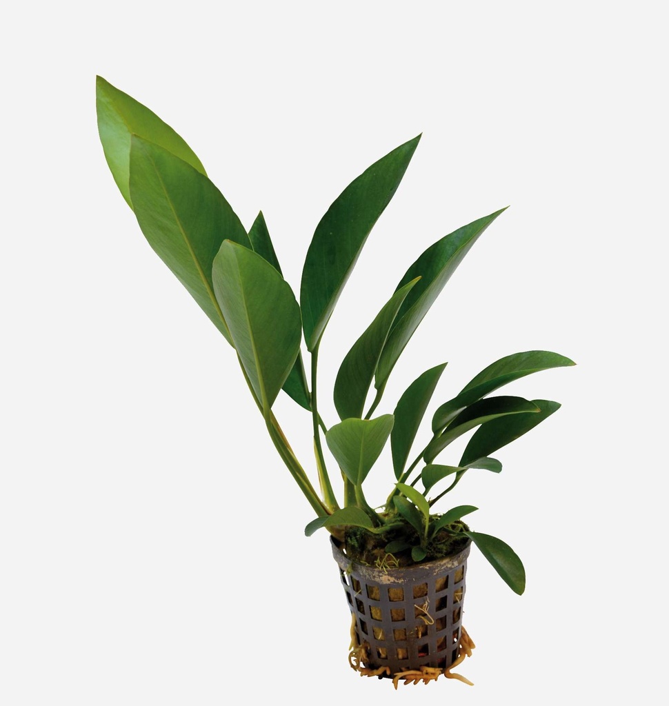 ANUBIA COGENSIS