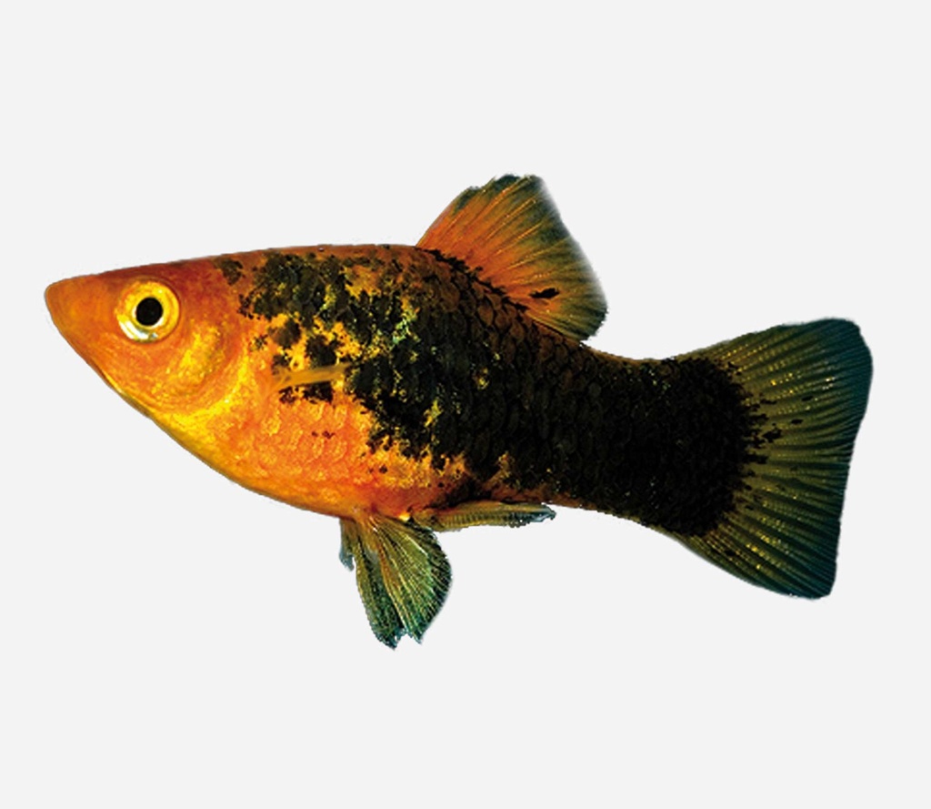 PLATY VARIATUS CALICO