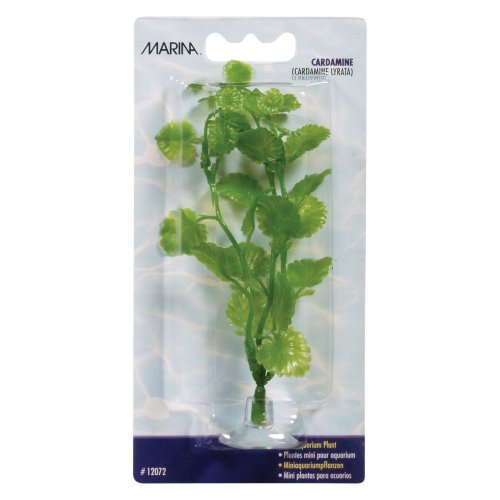 BLISTER PLANTA CARDAMINE