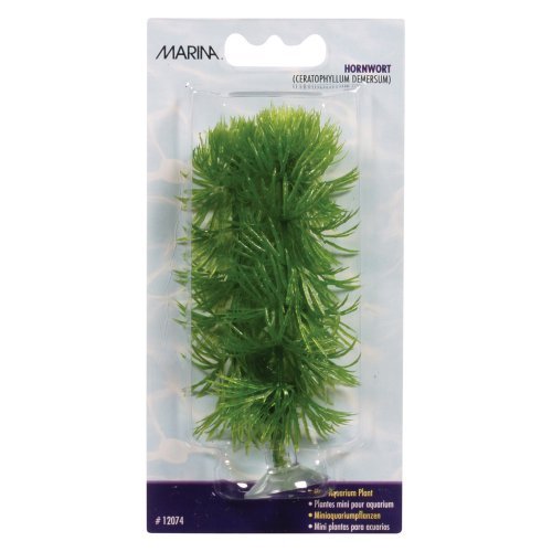 BLISTER PLANTA HORNWORT