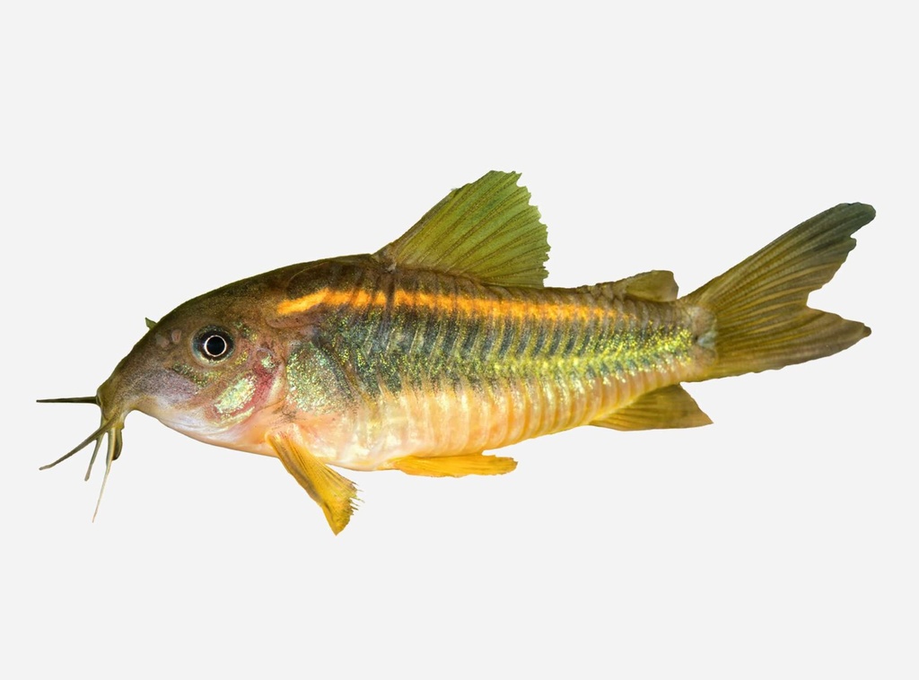 CORIDORA SCHULTZEI