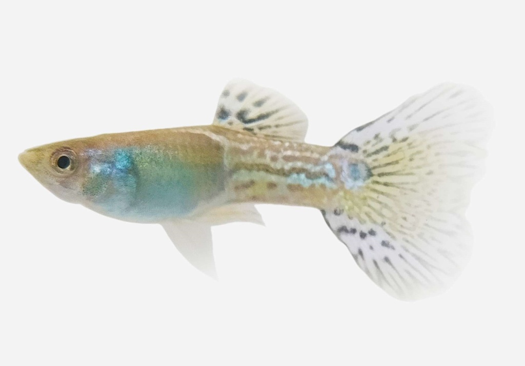 GUPPY MACHO ENCAJE AZUL METALICO