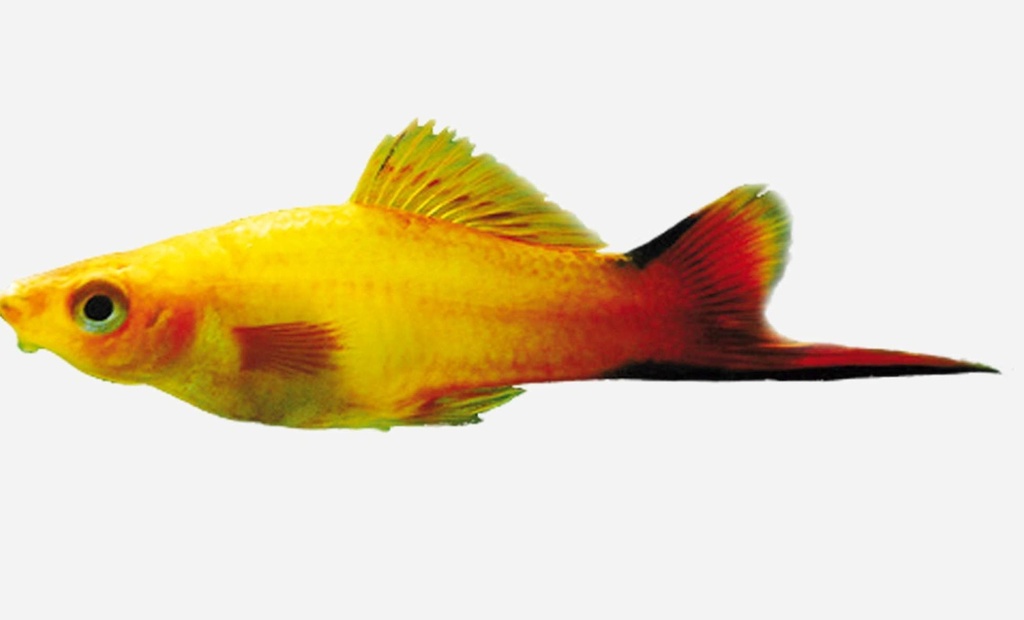 XIPHO ORO COMETA
