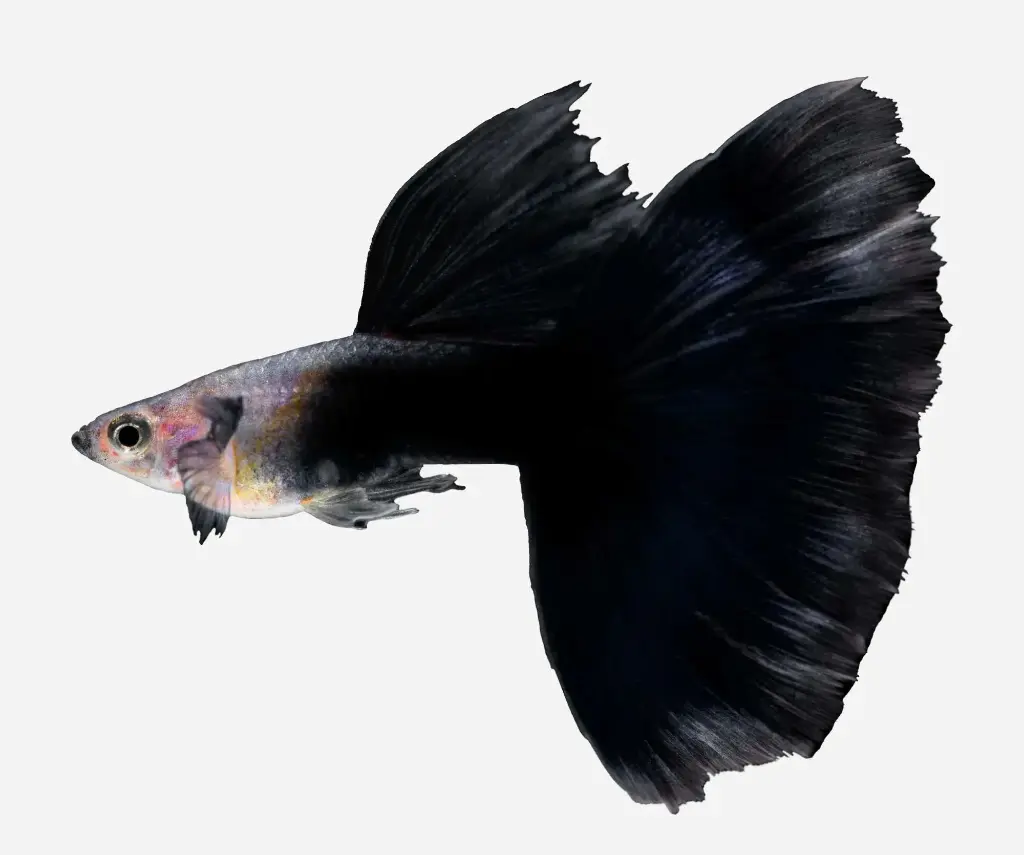 GUPPY MACHO NEGRO
