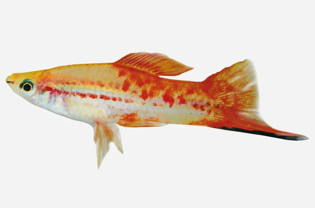 XIPHO PIÑA