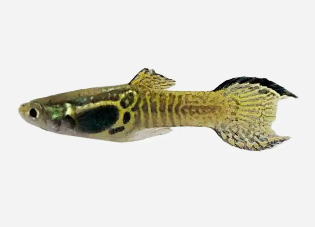 GUPPY MACHO ENDLER COBRA VERDE