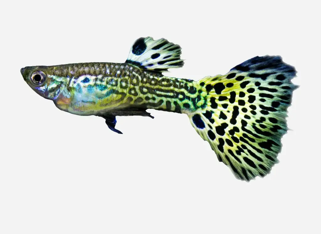 GUPPY MACHO COBRA VERDE