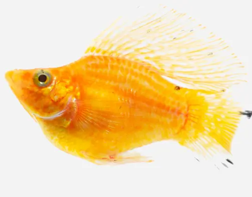 MOLLY BALON DORADO