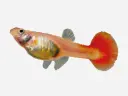 GUPPY HEMBRA ROJO SANGRE