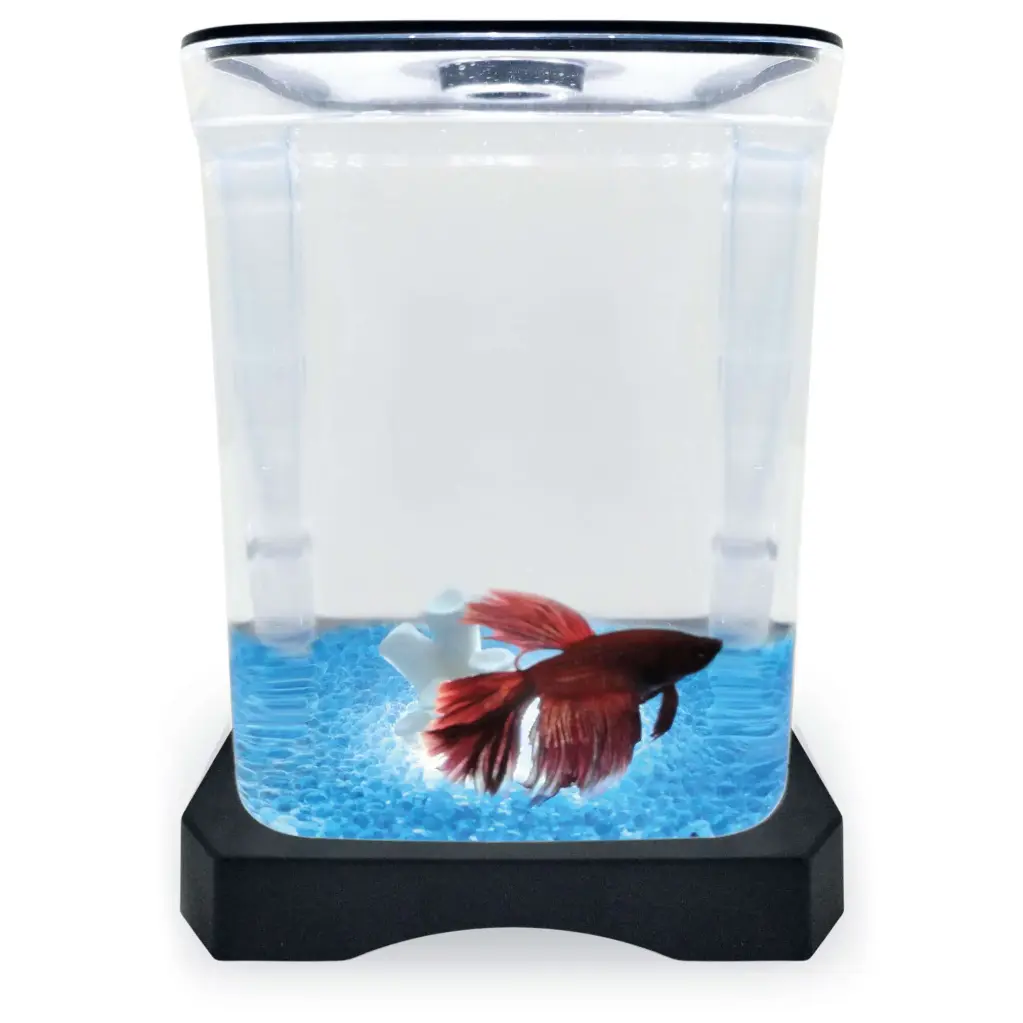 BETTERA NEGRA CON LUZ  